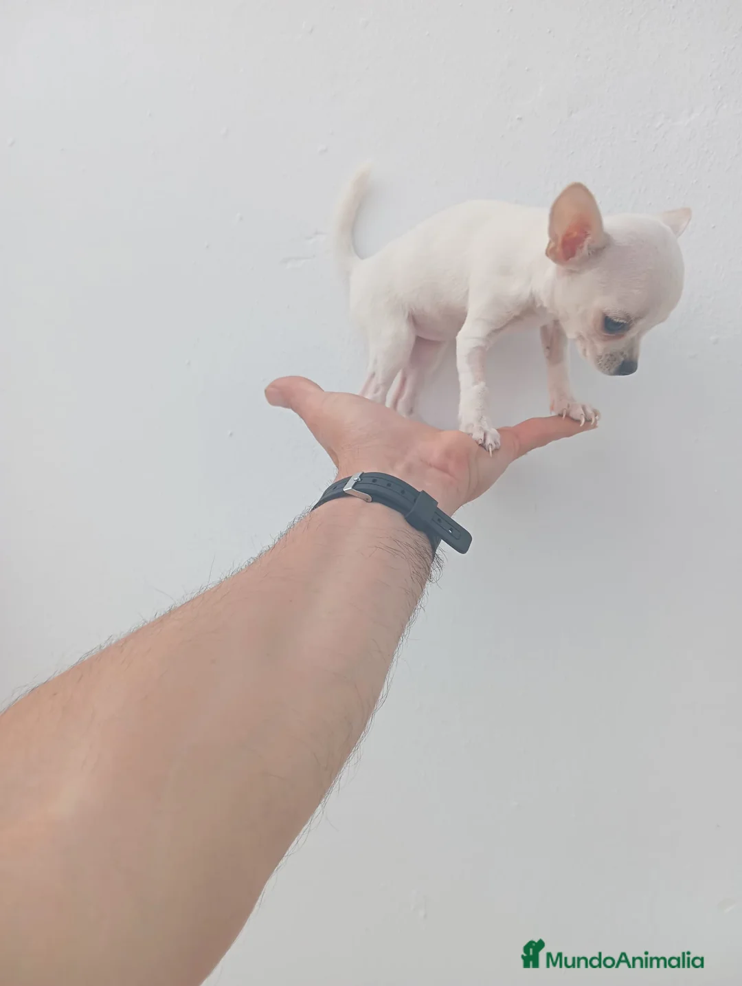 Chihuahua perros en venta: PRECIOSOS CHIHUAHUA RUSO Y ASIÁTICO - Anuncio 25