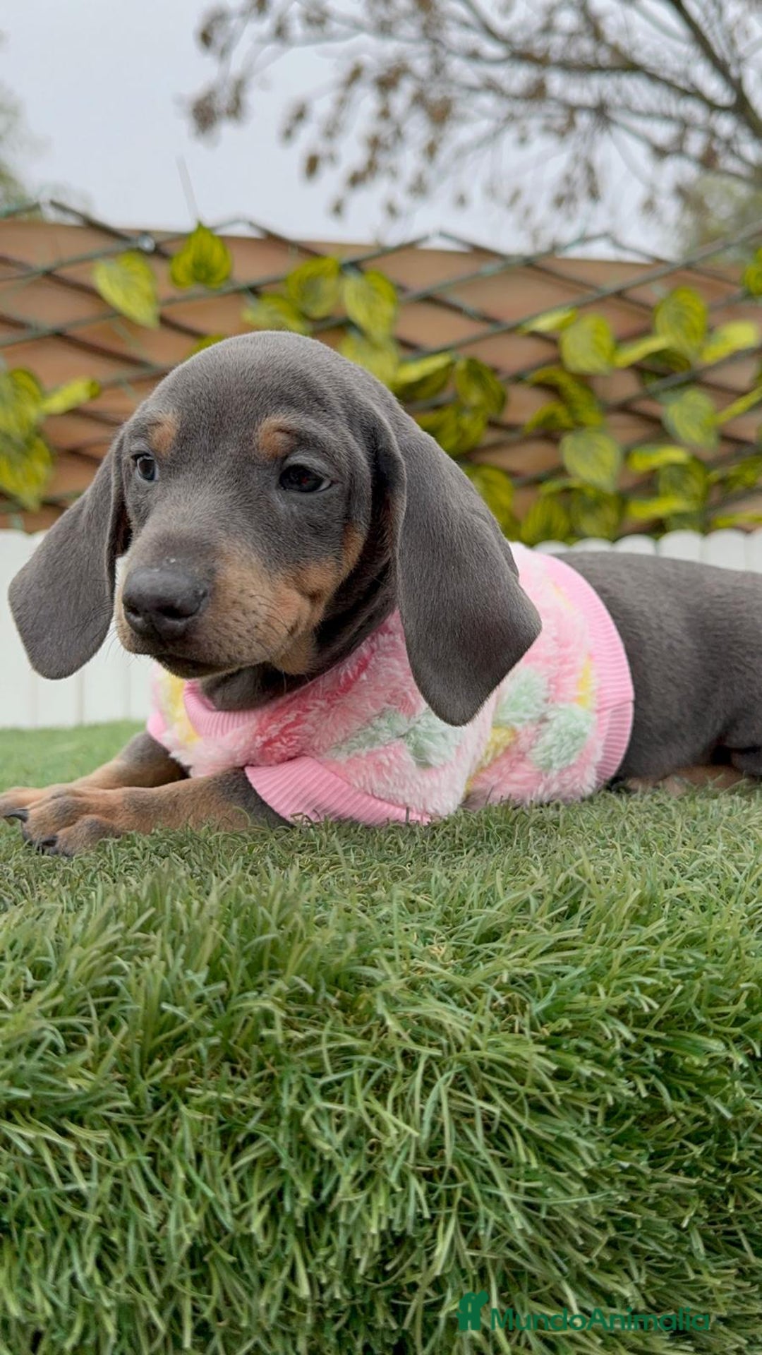 Teckel Miniatura perros en venta: TECKEL MINIATURA BLUE - Anuncio 15