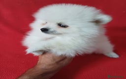 Pomerania perros en venta: Pomerania Mini  - Anuncio 2