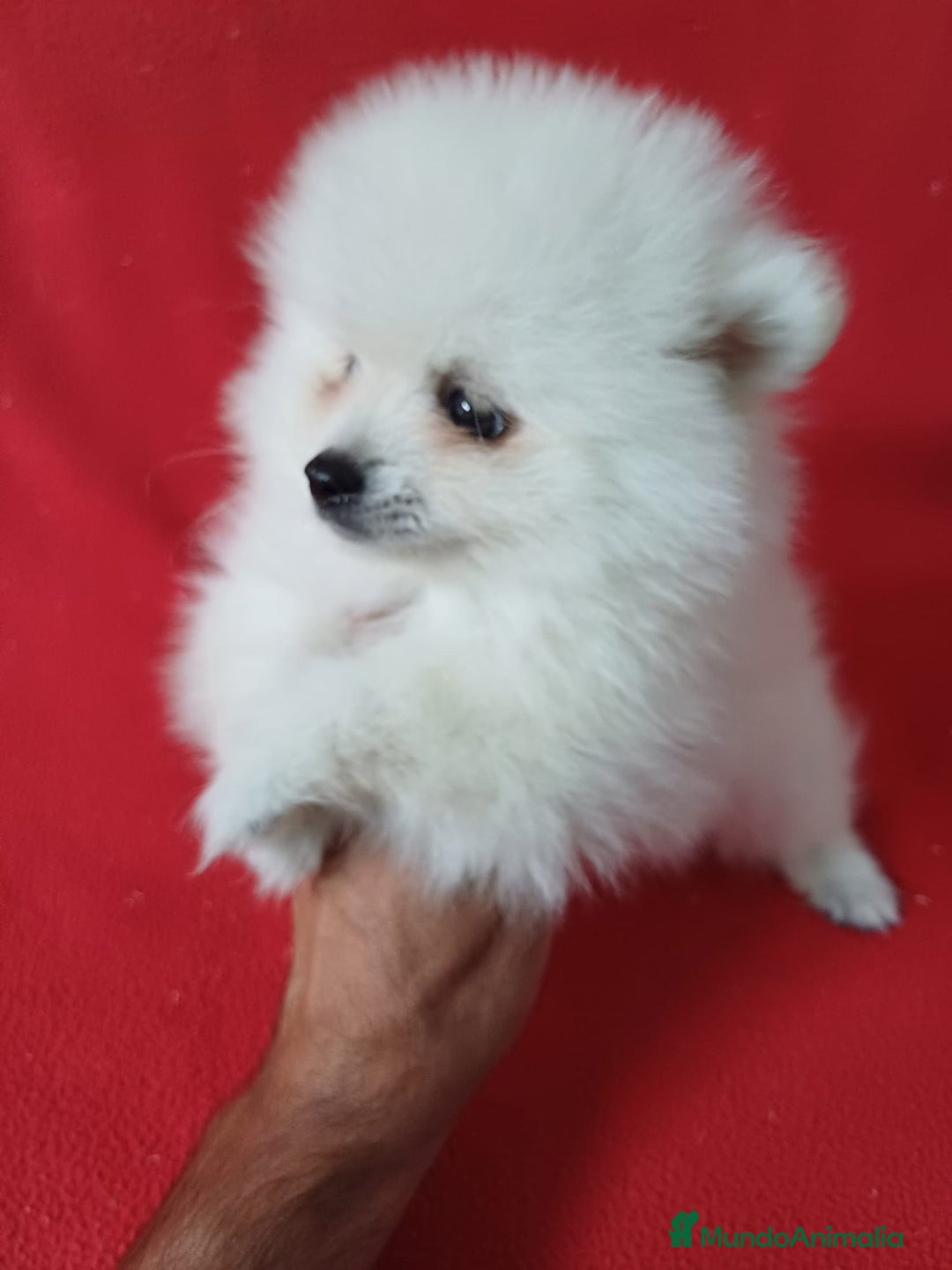 Pomerania perros en venta: Pomerania Mini  - Anuncio 2