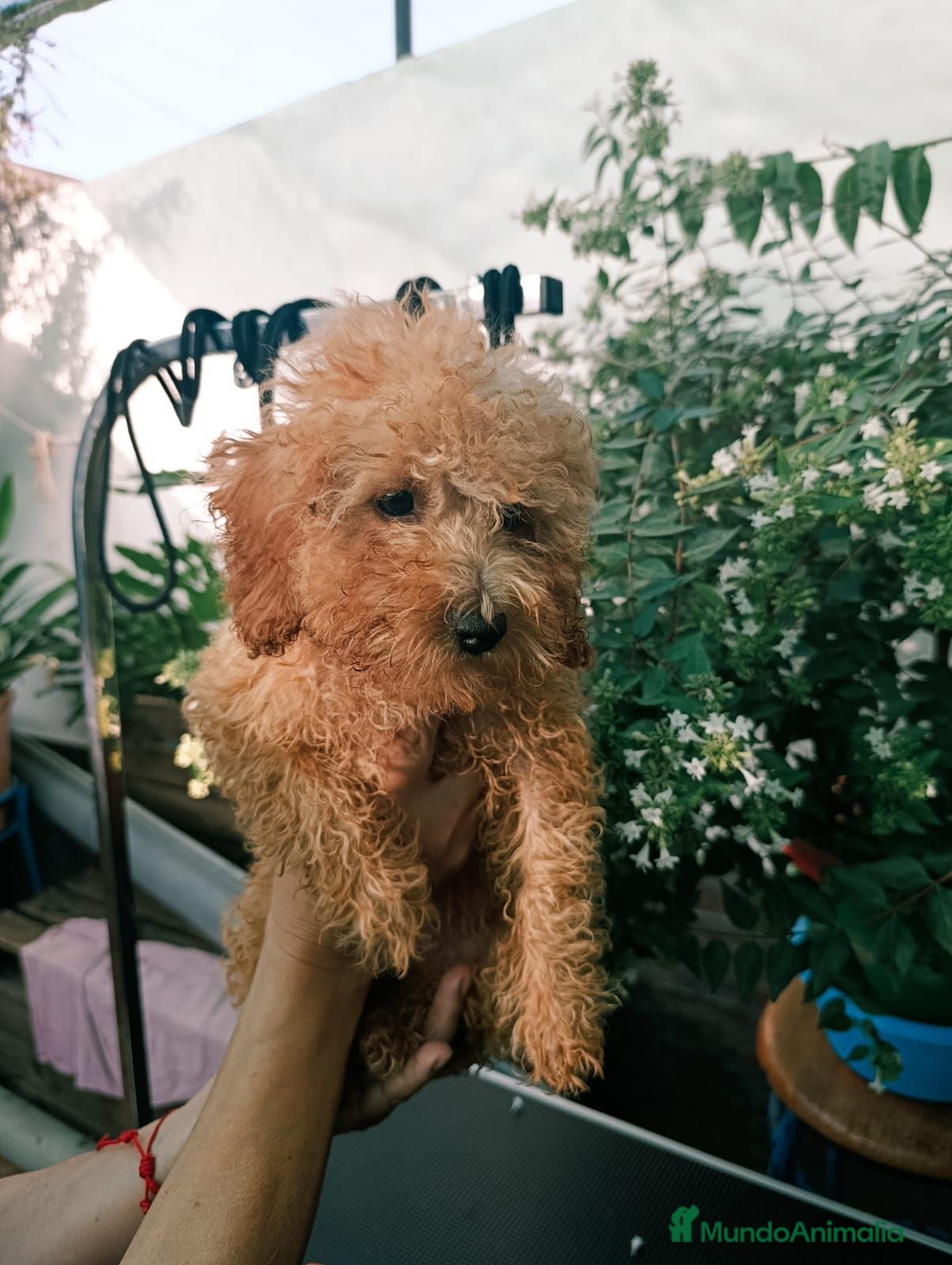 Caniche Toy perros Caniche Toy apricot  - Anuncio 1