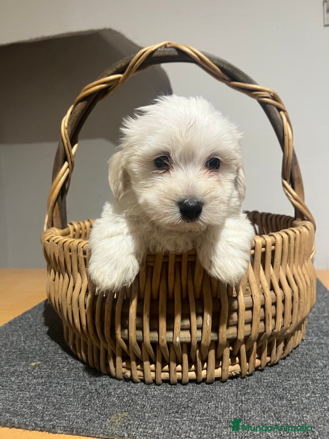 Bichón Maltés perros en venta: Bichon maltés  - Imagen 5