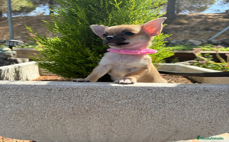 Chihuahua perros - Anuncio 3