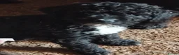 Perro de Agua Español perros en venta: Perros de agua de calidad  - Anuncio 2