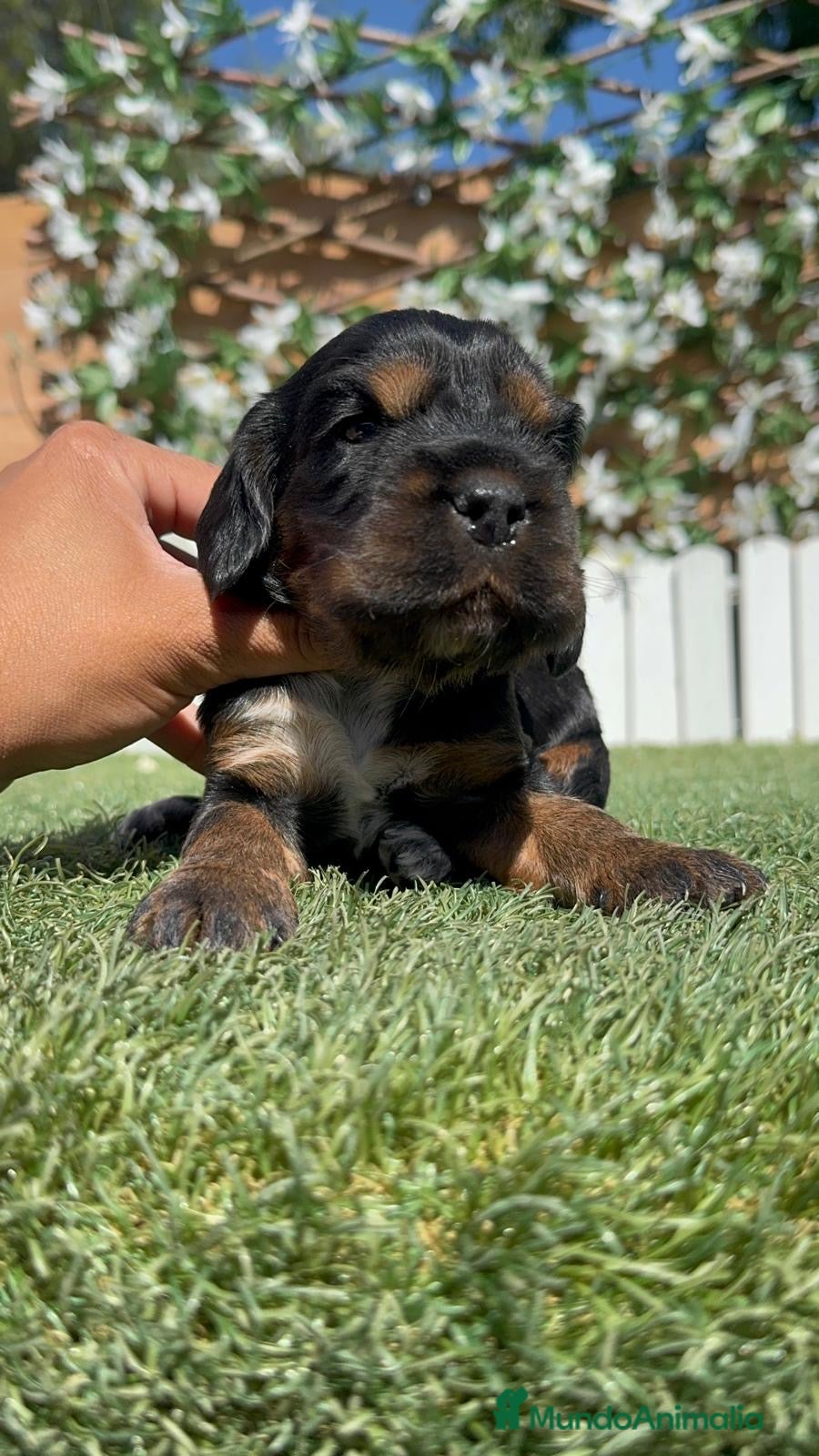 Cocker Spaniel Inglés perros en venta: COCKER SPANIEL INGLÉS  - Anuncio 15