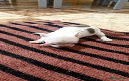 Chihuahua perros en venta: Chihuahua toy exóticos  - Anuncio 7