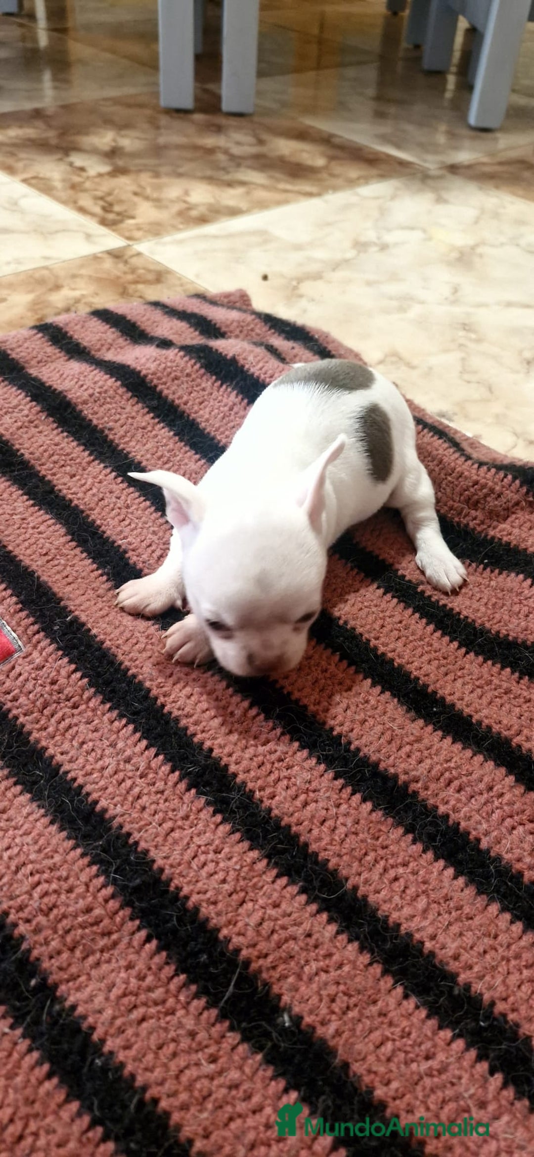 Chihuahua perros en venta: Chihuahua toy exóticos  - Anuncio 7