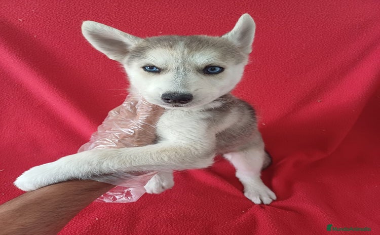 Husky Siberiano perros - Propaganda 1