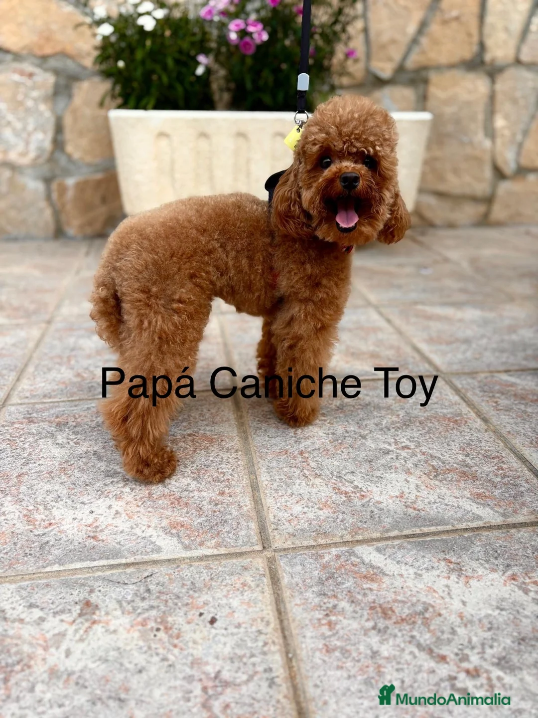Maltipoo perros en venta: Maltipoo TOY  - Anuncio 2