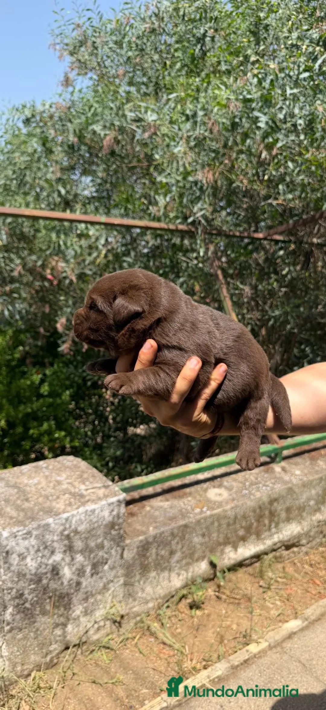 Labrador Retriever perros en venta: Labrador Retriever - Anuncio 2