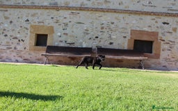 Cane Corso perros en venta: Cachorros Cane Corso disponibles en Segovia  - Imagen 20