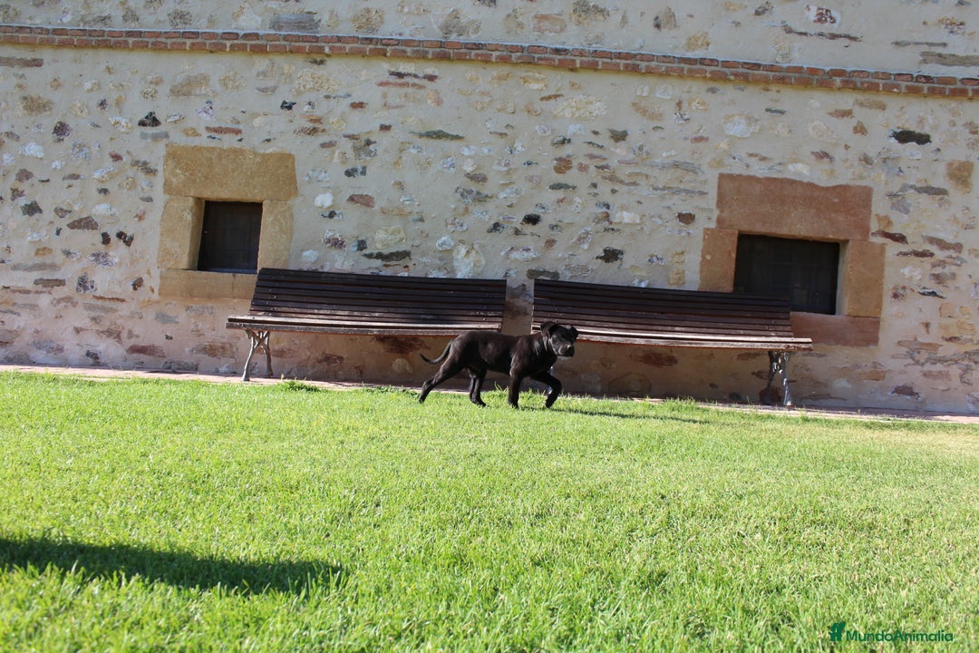 Cane Corso perros en venta: Cachorros Cane Corso disponibles en Segovia  - Imagen 20