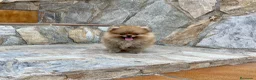 Pomerania perros en venta: Lulú de Pomerania  - Anuncio 5