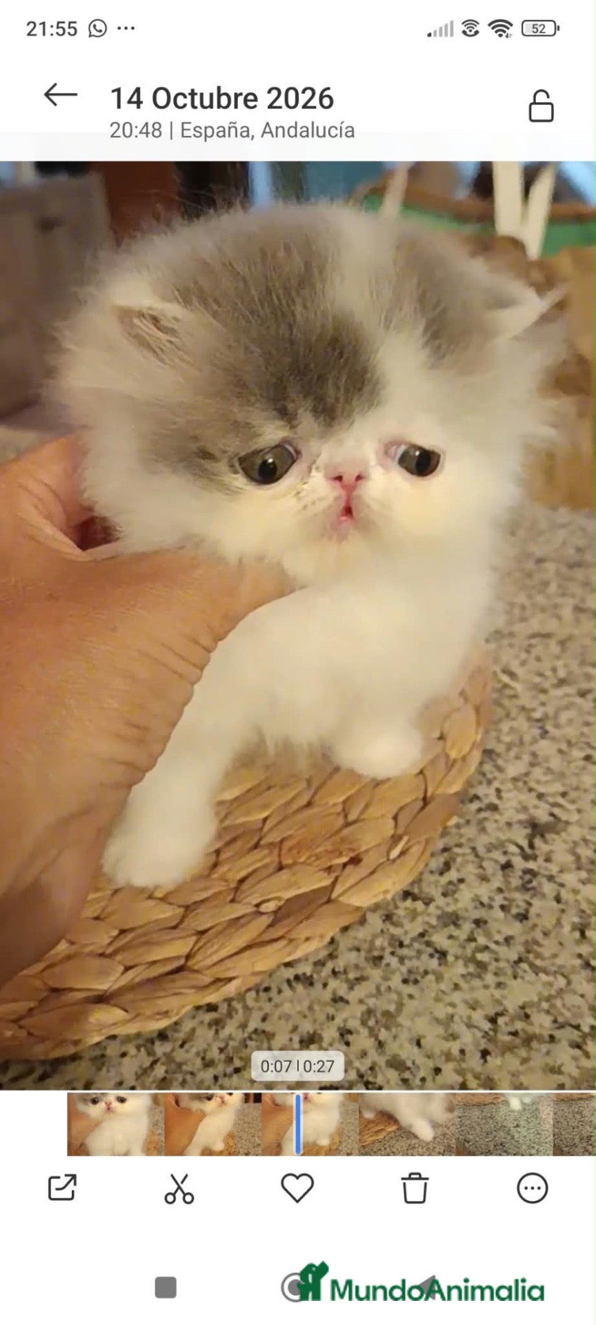 Persa gatos Gatito Persa Puro - Anuncio 1