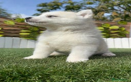 Husky Siberiano perros en venta: HUSKY SIBERIANO - Anuncio 22