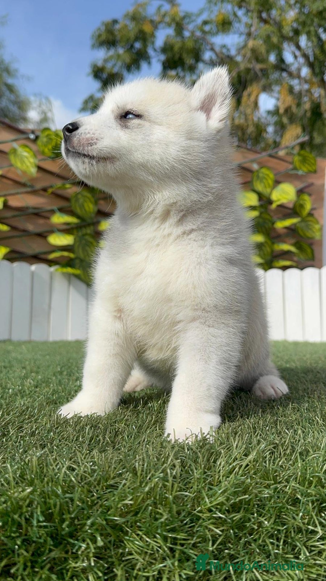 Husky Siberiano perros en venta: HUSKY SIBERIANO - Anuncio 22