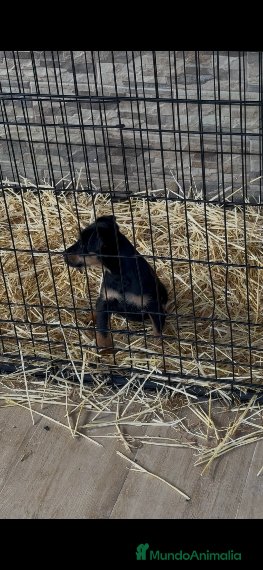 Terrier Alemán de Caza perros en venta: Hembra Jagd terrier  - Anuncio 5