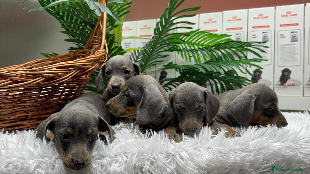 Teckel Miniatura perros en venta: TECKEL MINIATURA BLUE - Anuncio 15