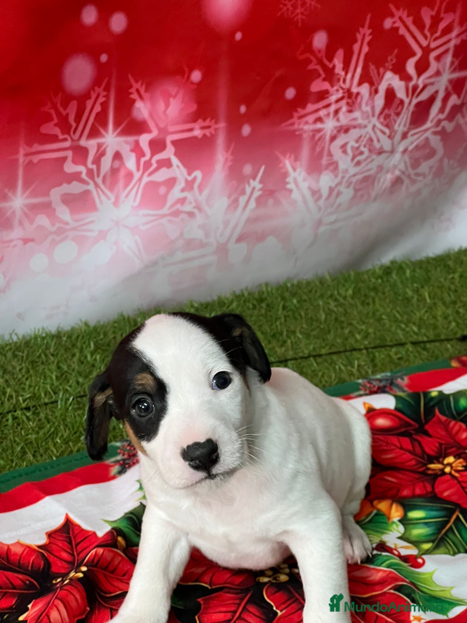 Jack Russell Terrier perros JACK RUSSELL MINI - Anuncio 7