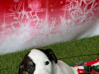 Jack Russell Terrier perros JACK RUSSELL MINI - Anuncio 7