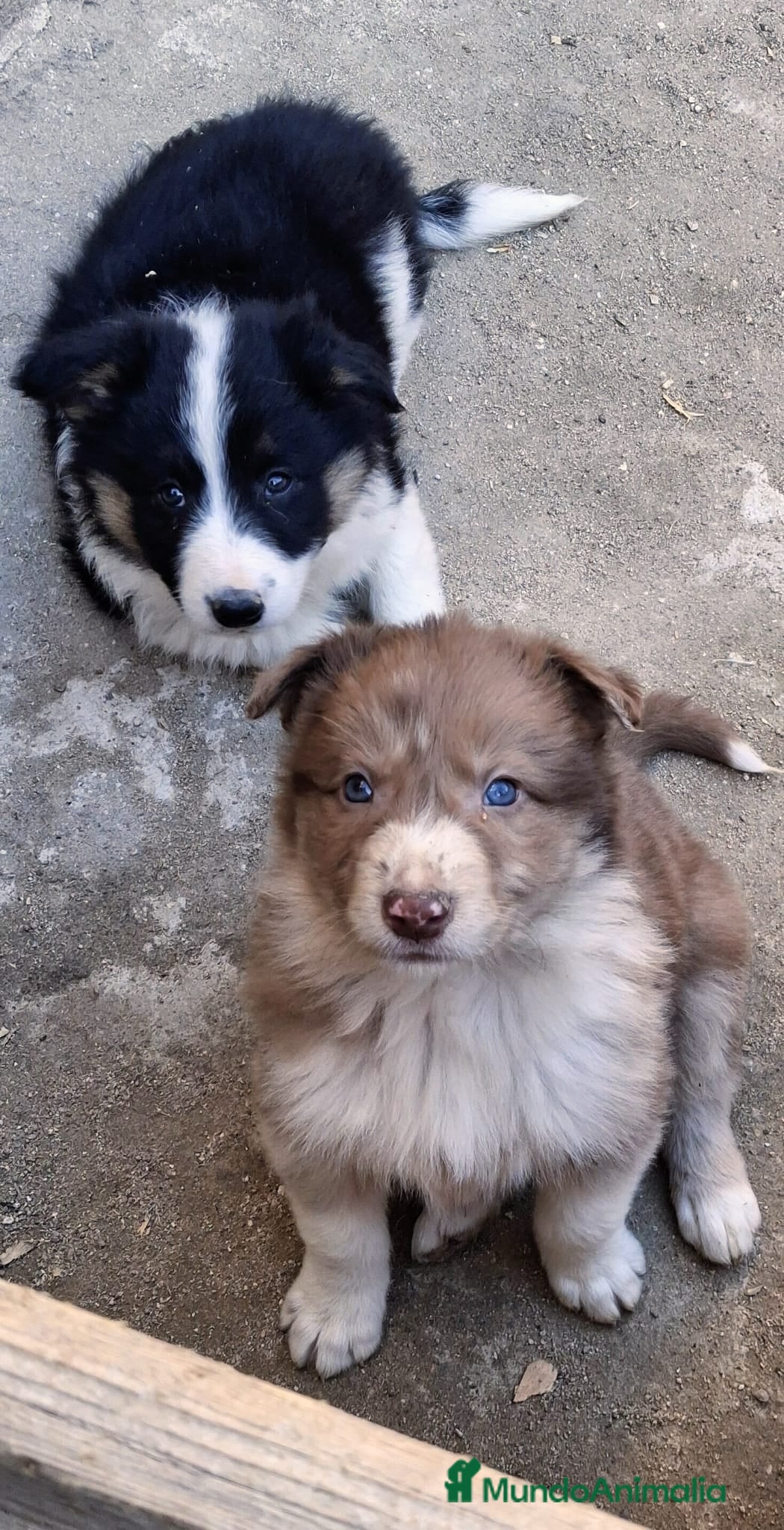 Border Collie perros Boder collie camada 1  - Anuncio 33