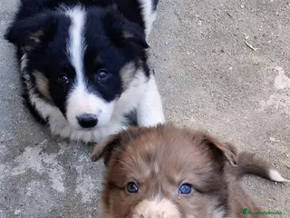 Border Collie perros Boder collie camada 1 - Anuncio 33