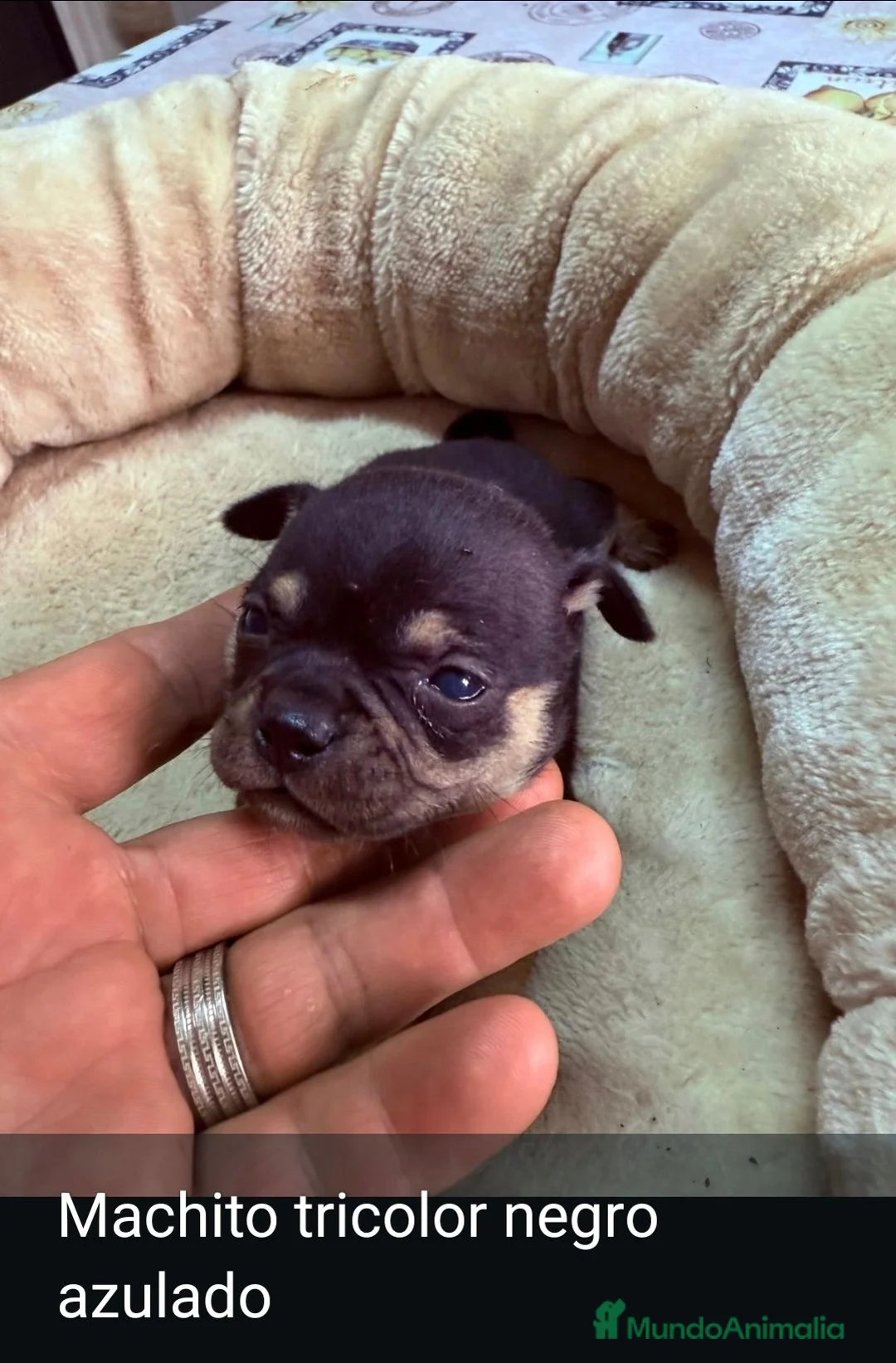 Chihuahua perros en venta: Chihuahuas de alta calidad  - Anuncio 8
