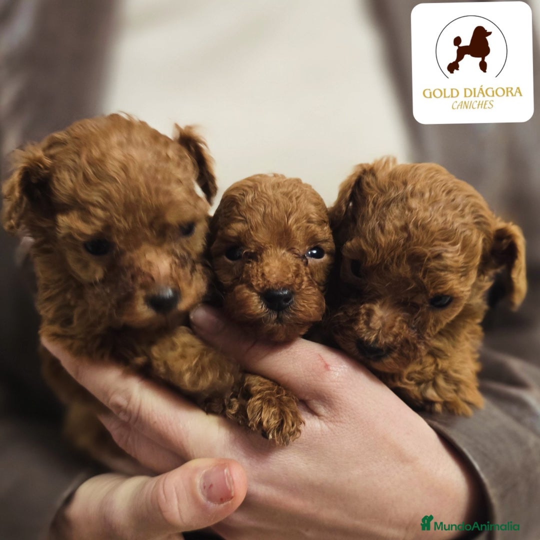 Caniche Toy perros en venta: Caniche rojo toy - Anuncio 6