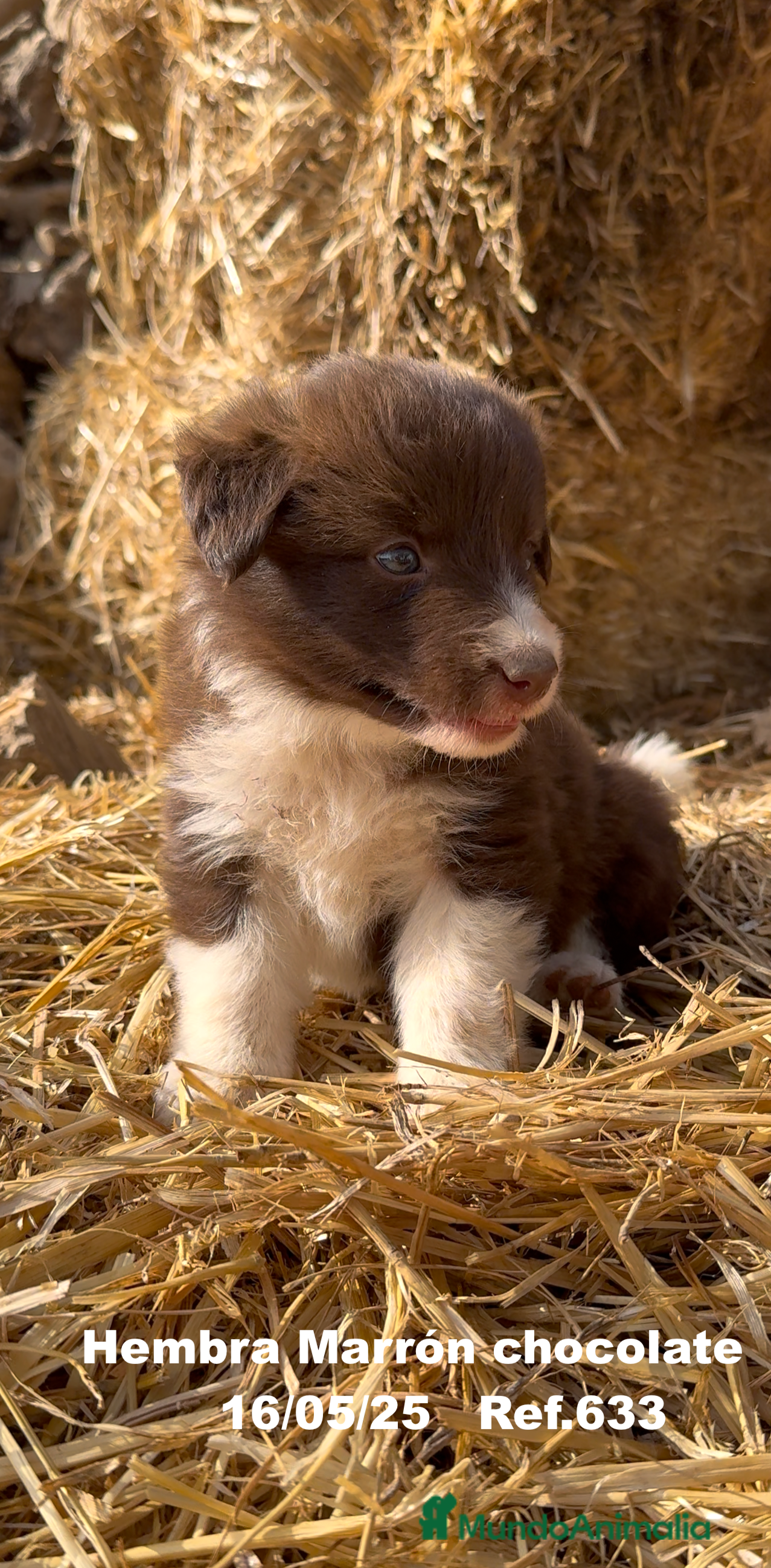 Border Collie perros BORDER COLLIE CHOCOLATE MARRÓN - Anuncio 18