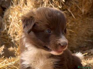 Border Collie perros - Anuncio 26