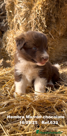 Border Collie perros - Anuncio 18