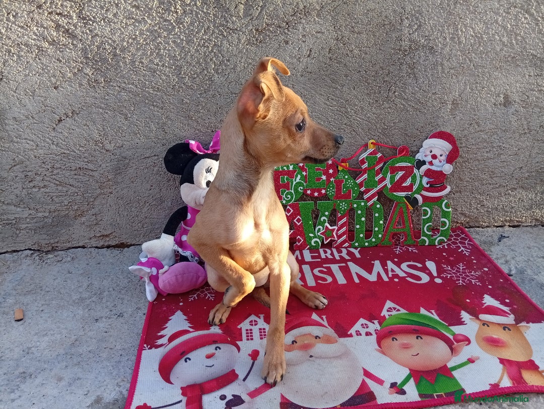 Raza Mixta perros en venta: PRECIOSA PAREJA (LEER BIEN ) - Anuncio 2