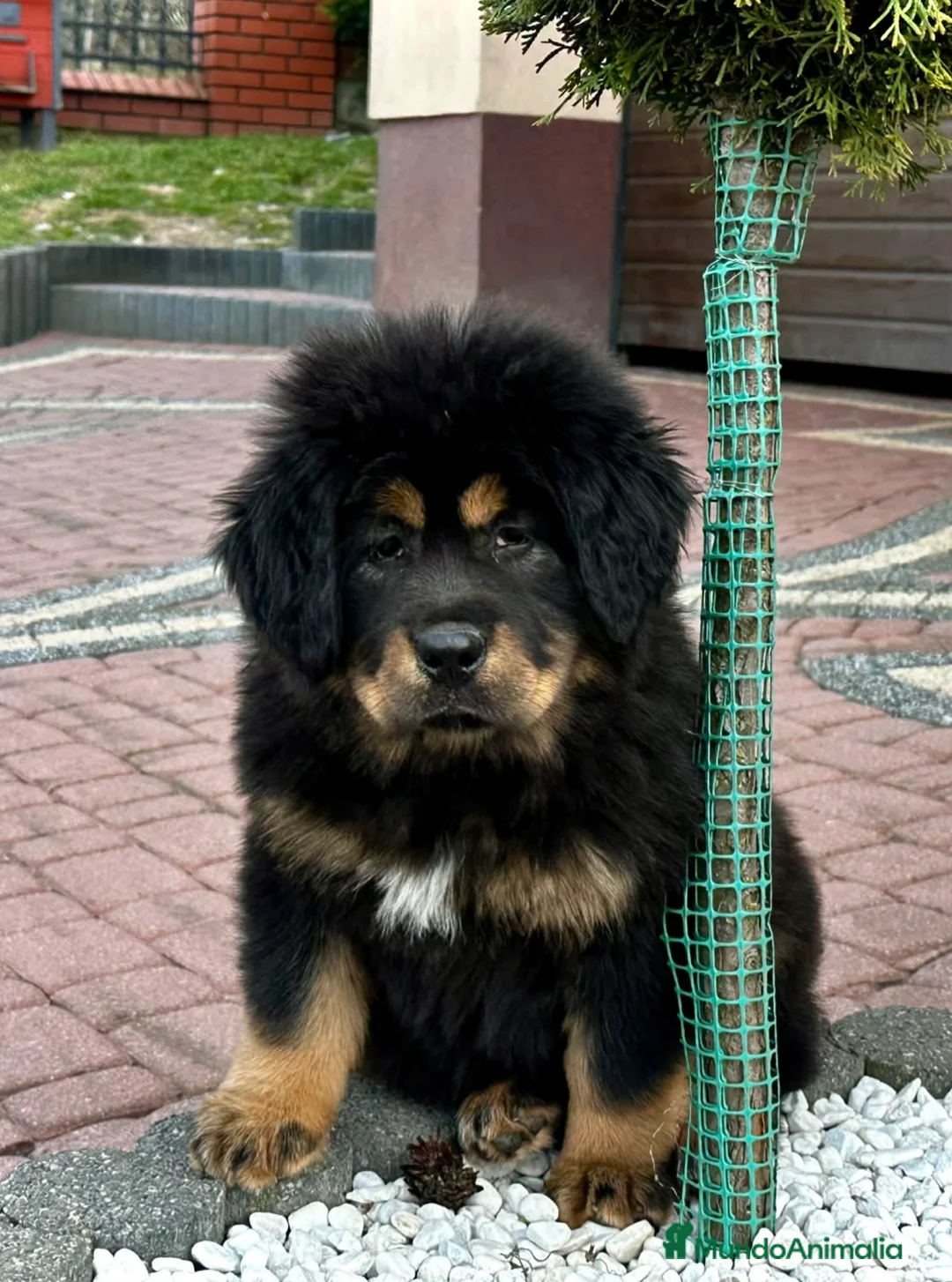 Dogo del Tíbet perros en venta: Dogo del tibet - Anuncio 2