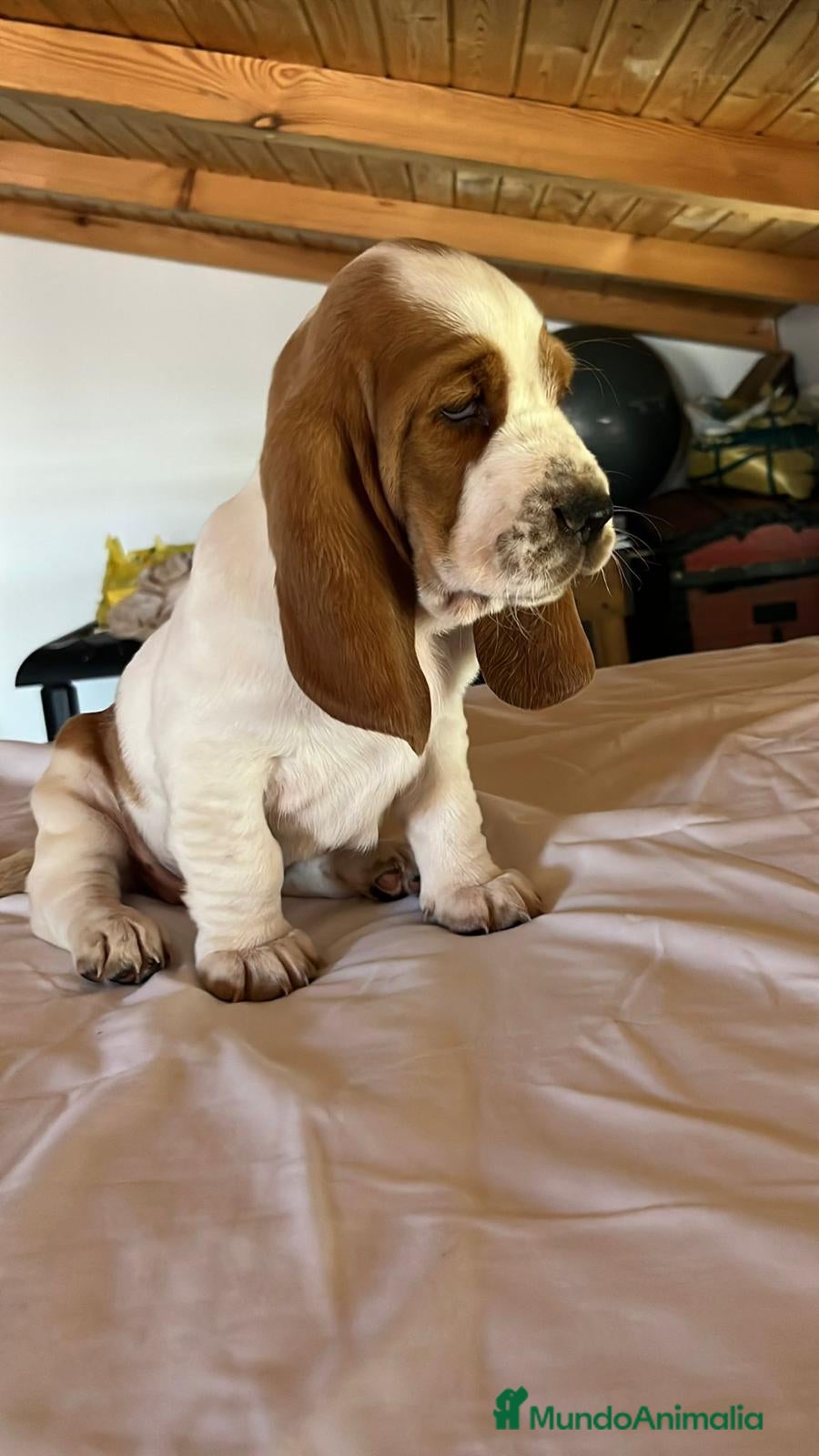 Basset Hound perros en venta: Basset Hound  - Anuncio 1