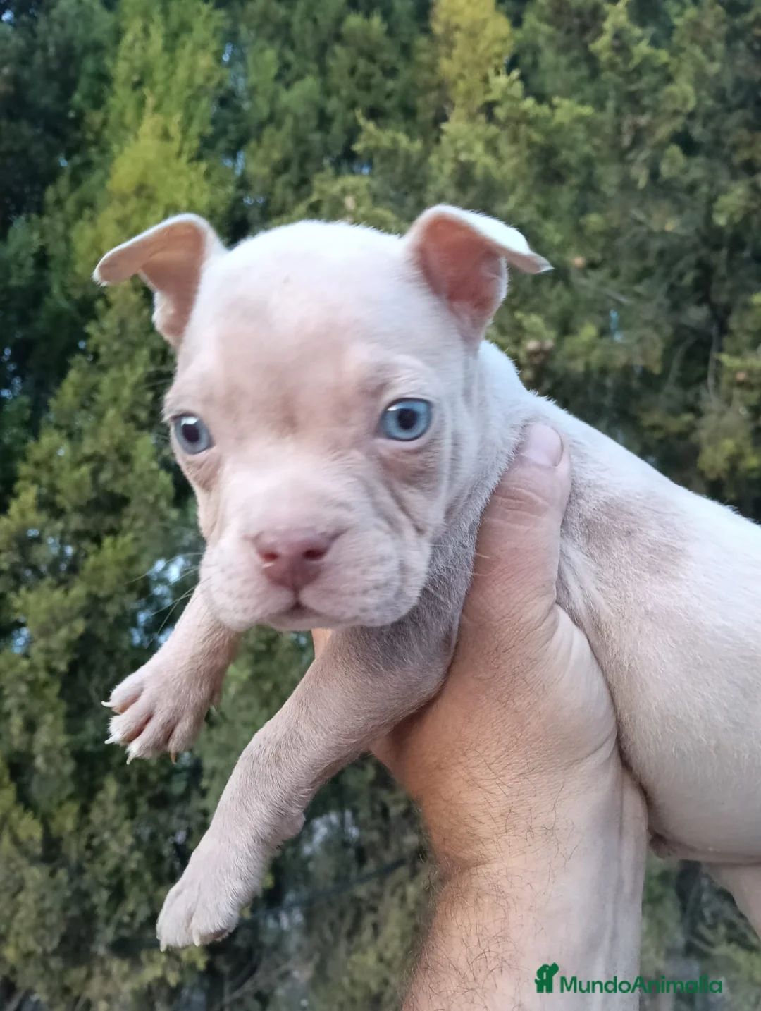 American Bully perros en venta: American Bully pocket  - Anuncio 9