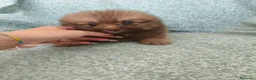Pomerania perros en venta: Pomerania - Anuncio 6