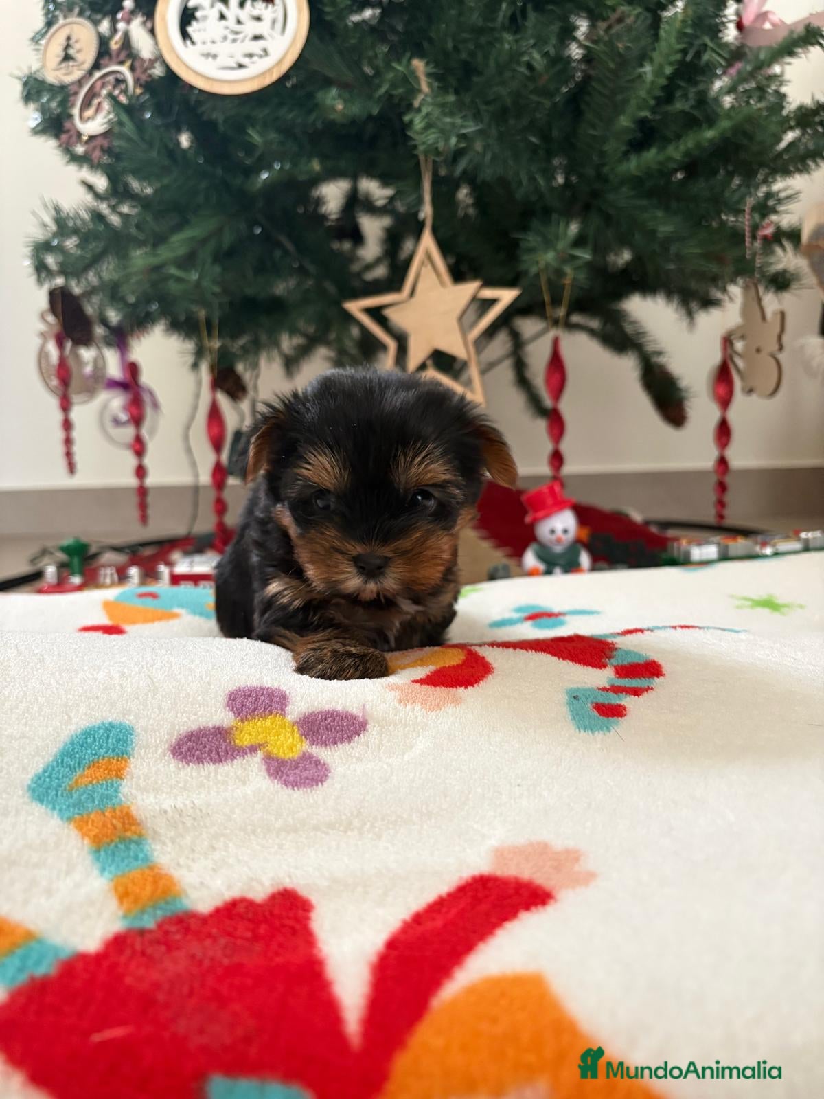 Yorkshire Terrier perros  ✨ Cachorritos Yorkshire (Yorkies) – Exclusividad, - Anuncio 2