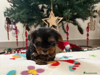 Yorkshire Terrier perros ✨ Cachorritos Yorkshire (Yorkies) – Exclusividad, - Anuncio 4