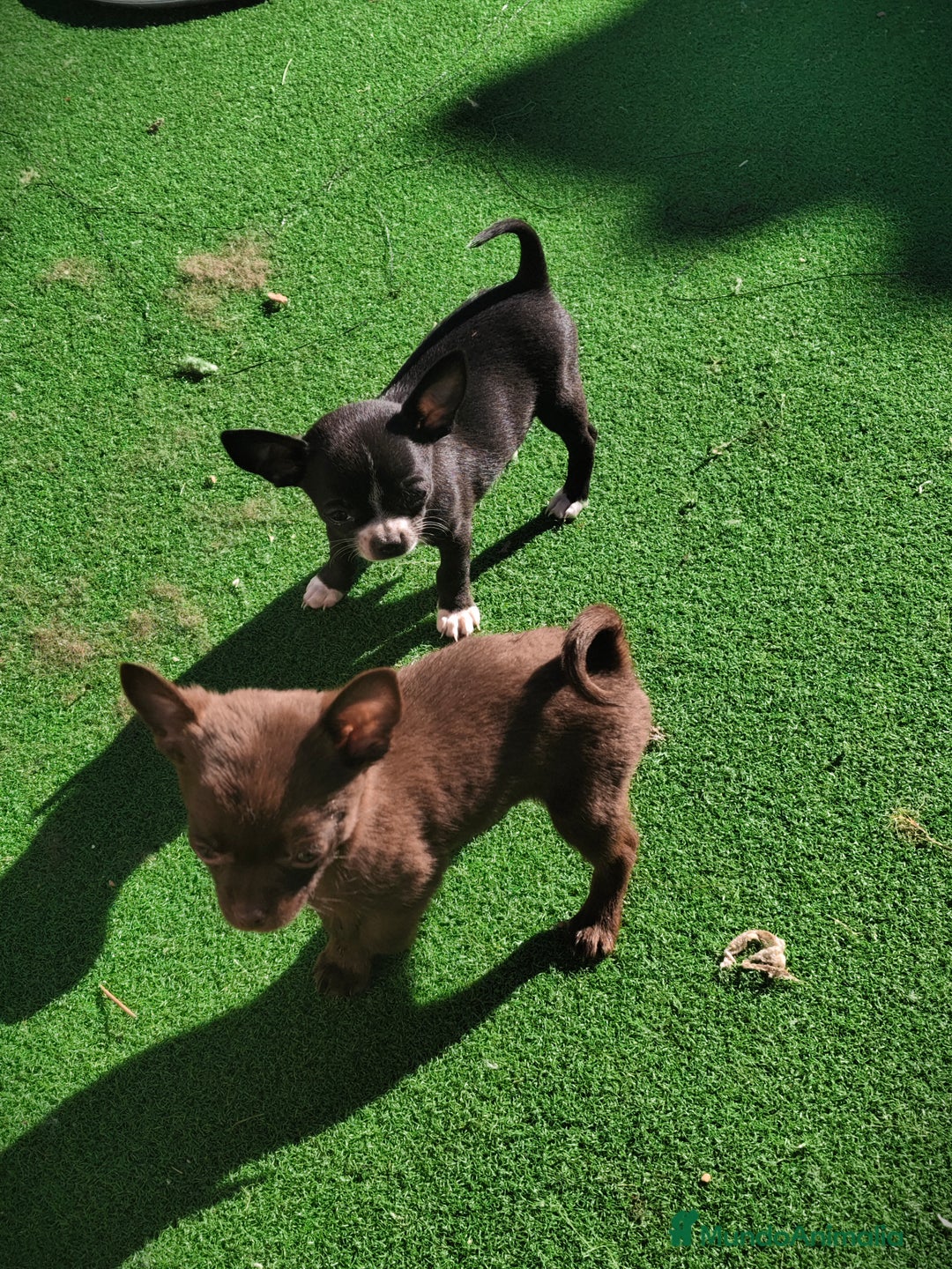 Chihuahua perros en venta: Chihuahua macho micro toy chocolate  - Anuncio 1