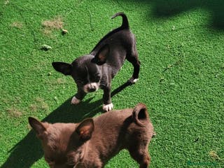 Chihuahua perros Chihuahua macho micro toy chocolate - Anuncio 33