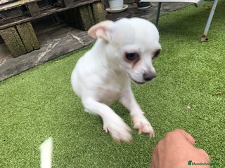 Chihuahua perros Cachorros chihuahua - Anuncio 1