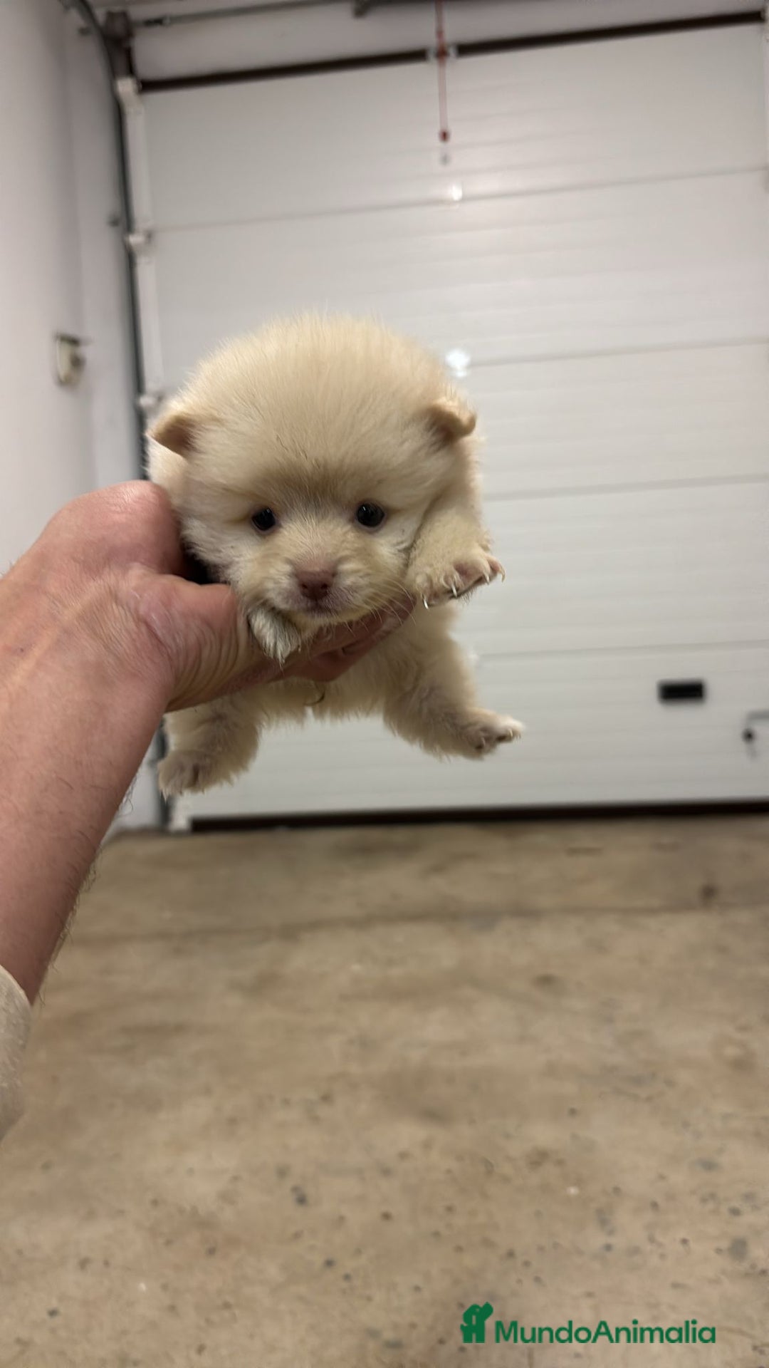 Pomerania perros en venta: Cachorros de Pomerania  - Anuncio 6