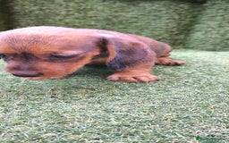 Teckel Miniatura perros en venta: teckel color jabali - Imagen 16