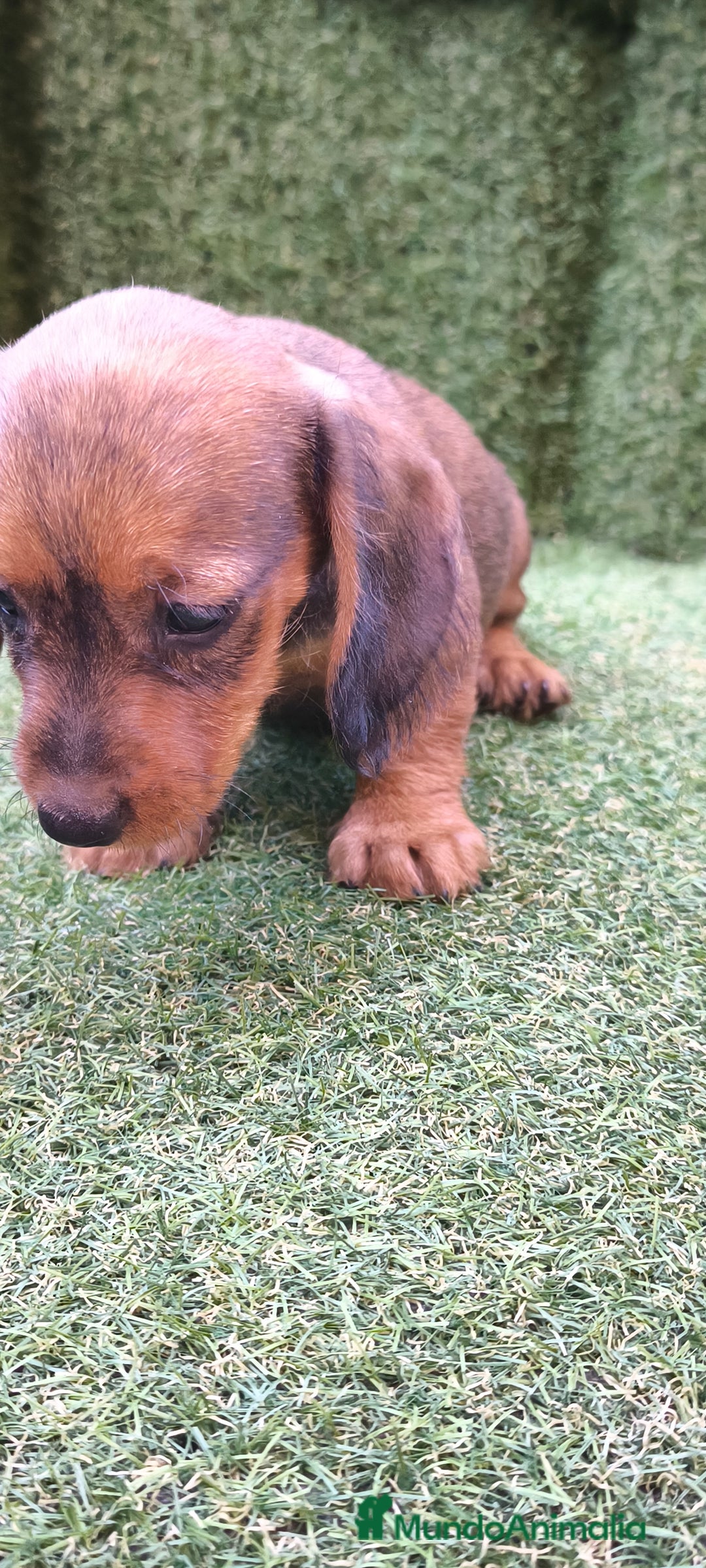 Teckel Miniatura perros en venta: teckel color jabali - Imagen 16