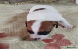 Jack Russell Terrier perros en venta: Jack Russell  - Imagen 8