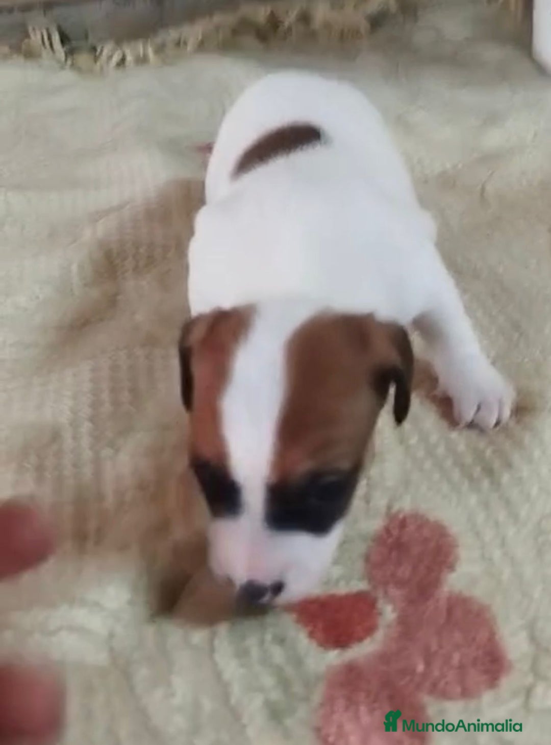 Jack Russell Terrier perros en venta: Jack Russell  - Imagen 8