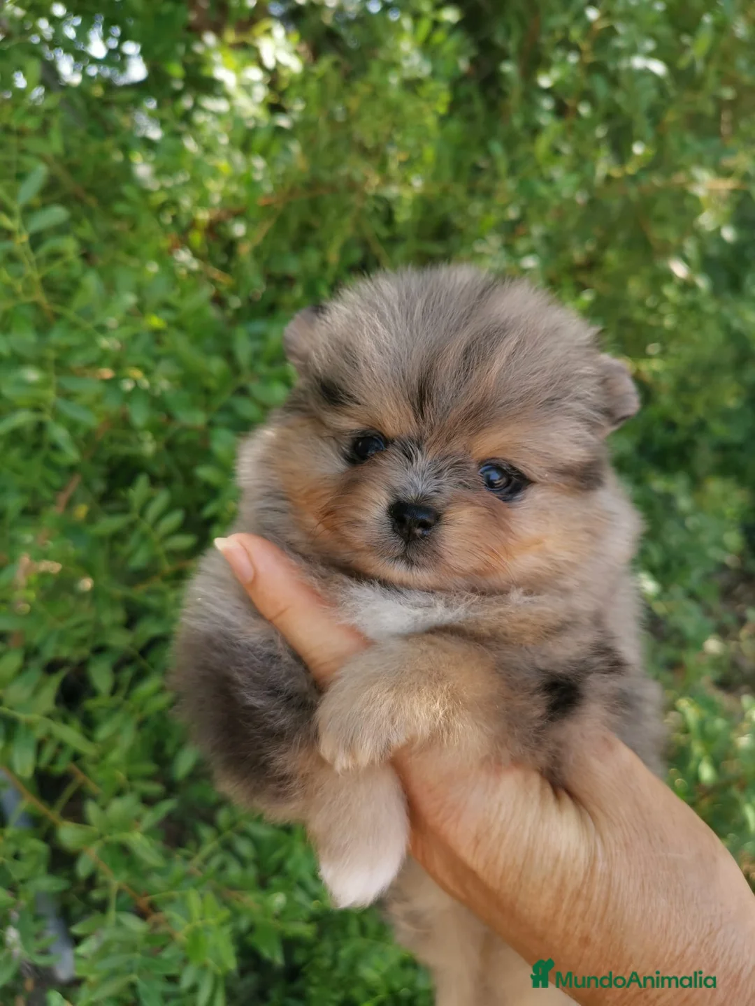 Pomerania perros en venta: Pomerania TOY de calidad Finca Paunais  - Anuncio 2