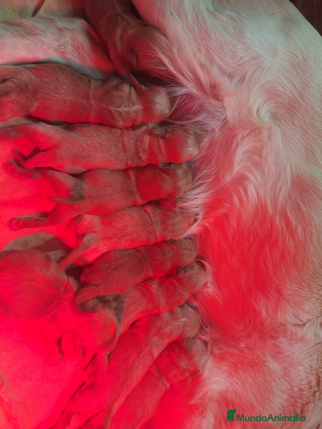 Goldendoodle perros en venta: Goldendoodle medianos  - Anuncio 2