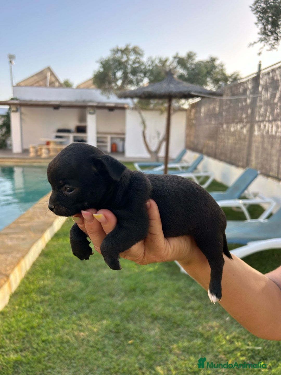 Chihuahua perros en venta: Últimos 3 chihuahuas !!!  - Imagen 3