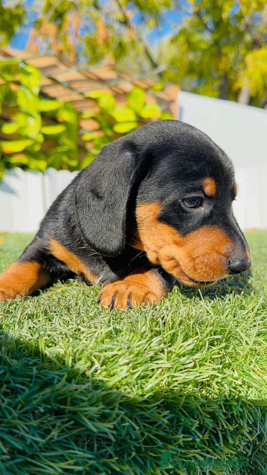 Teckel Miniatura perros en venta: TECKEL MINIATURA - Anuncio 20